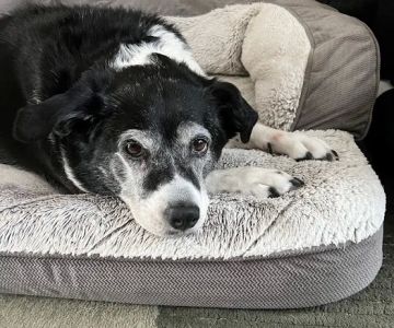 Thornapple Veterinary Medical Center