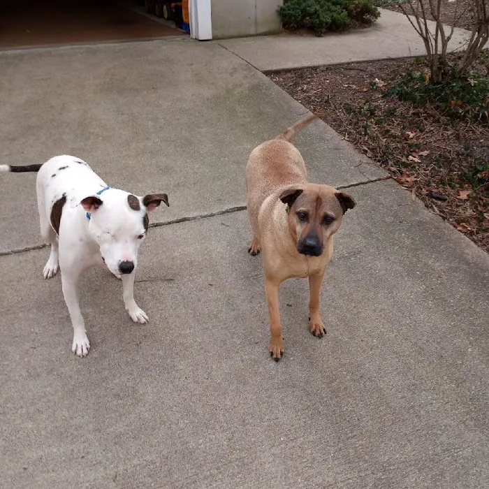Thornapple Veterinary Medical Center 10