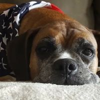 Bluegrass Animal Clinic ico