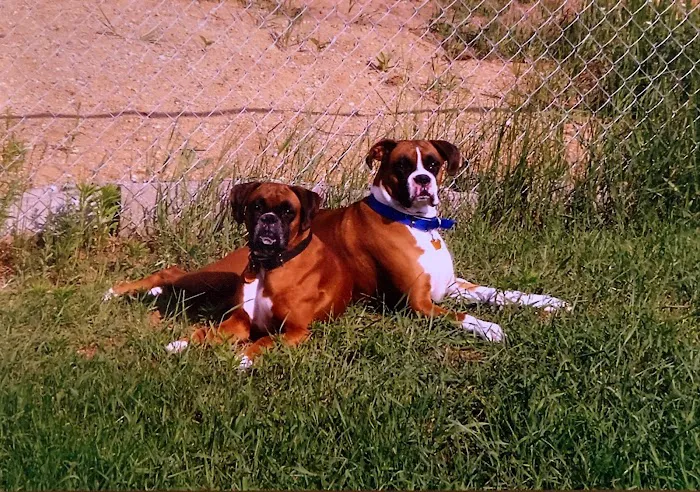 Bluegrass Animal Clinic 4