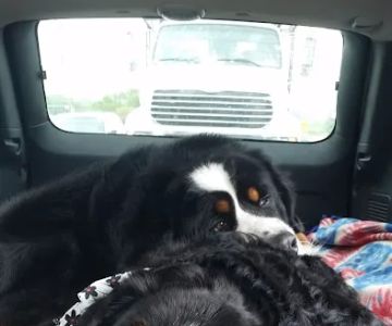 Renewed Animal Wellness