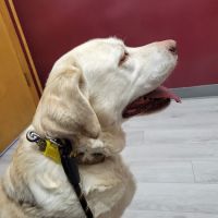 Bangor Veterinary Clinic ico