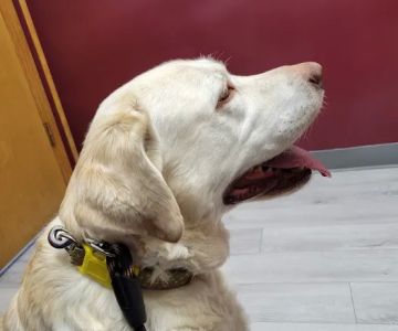 Bangor Veterinary Clinic