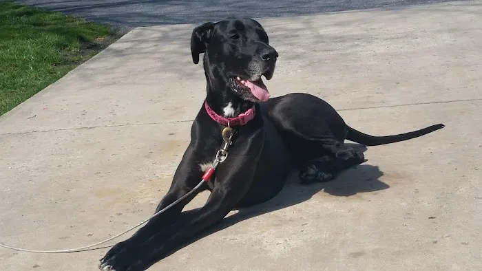Shores Veterinary Emergency Center 5