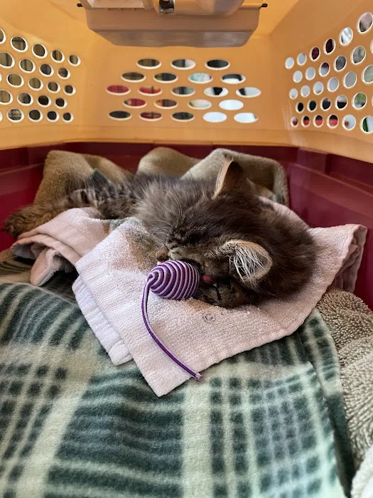 Shores Veterinary Emergency Center 1