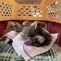 Shores Veterinary Emergency Center ico