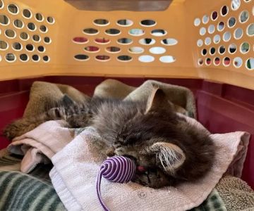 Shores Veterinary Emergency Center