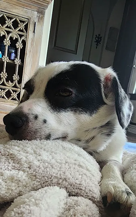 Shores Veterinary Emergency Center 8