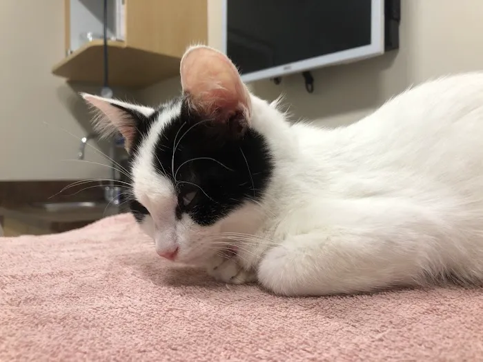 Shores Veterinary Emergency Center 10