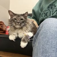 Veterinary Emergency Group ico