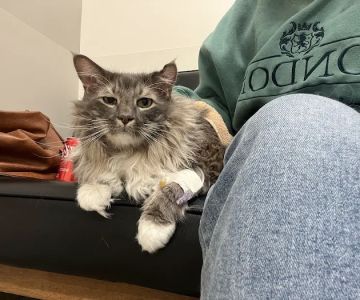 Veterinary Emergency Group