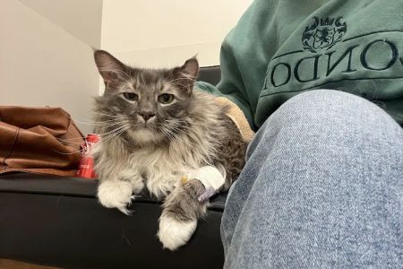 Veterinary Emergency Group