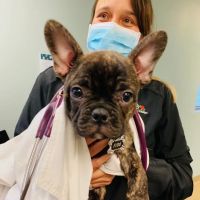 Lakeland Animal Care ico