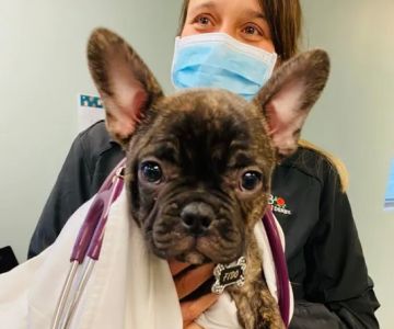 Lakeland Animal Care
