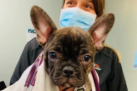 Lakeland Animal Care