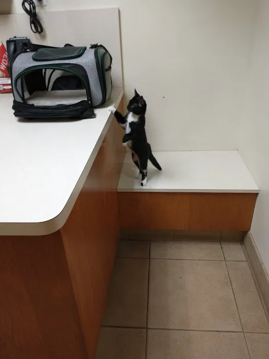 Cat Care Clinic 12