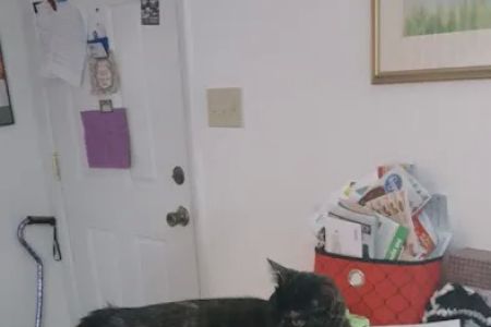 Cat Care Clinic