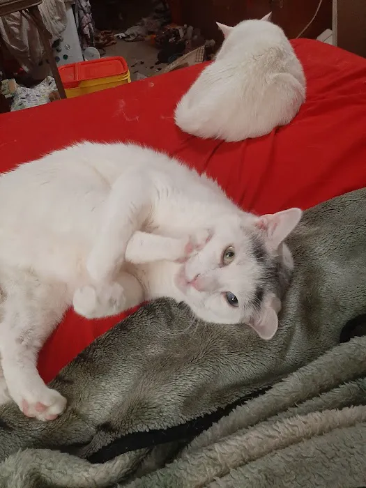 Cat Care Clinic 12