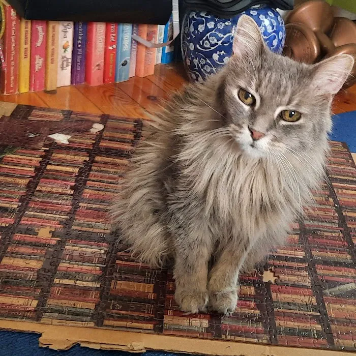 Cat Care Clinic 12