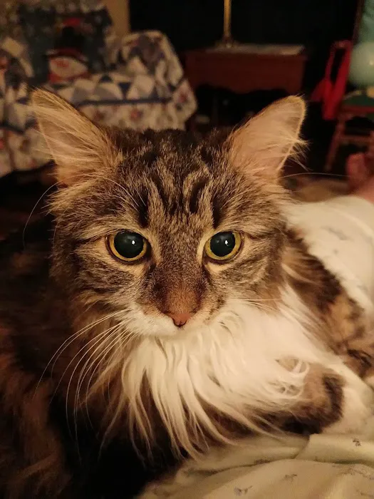 Cat Care Clinic 12