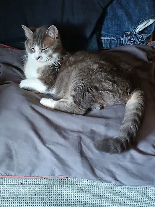 Cat Care Clinic 12