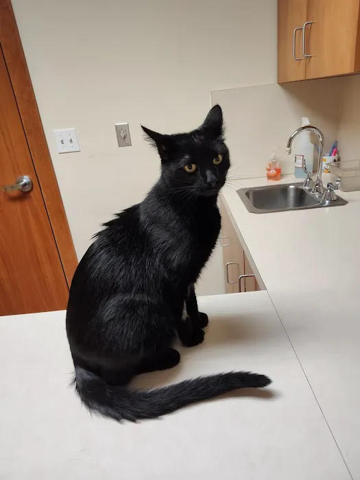Cat Care Clinic 12