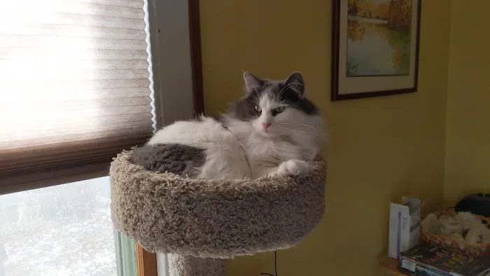 Cat Care Clinic 12