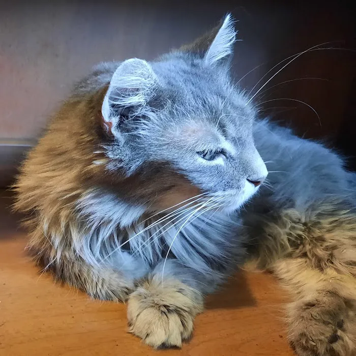 Cat Care Clinic 12
