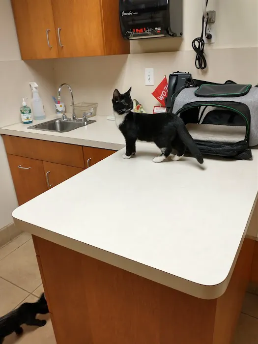 Cat Care Clinic 12