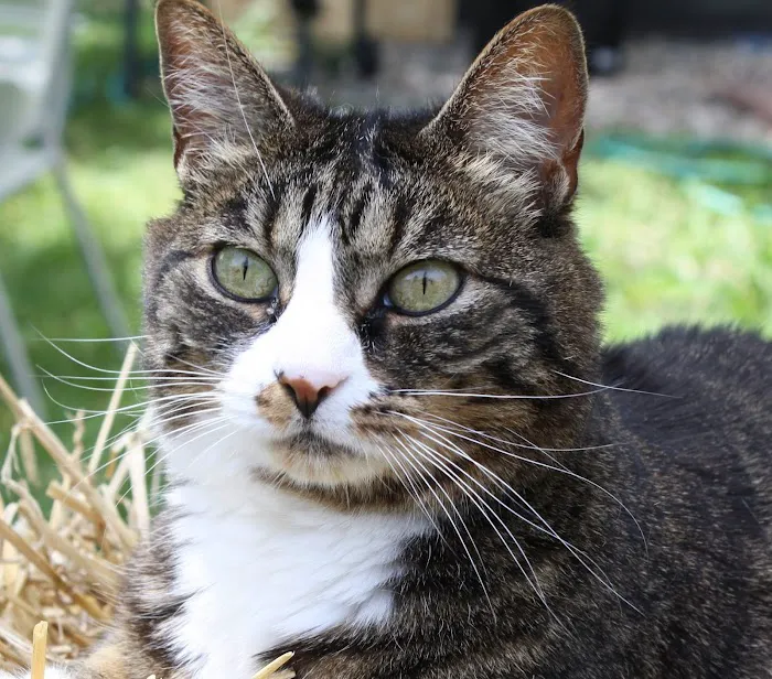 Morris Animal Hospital 9