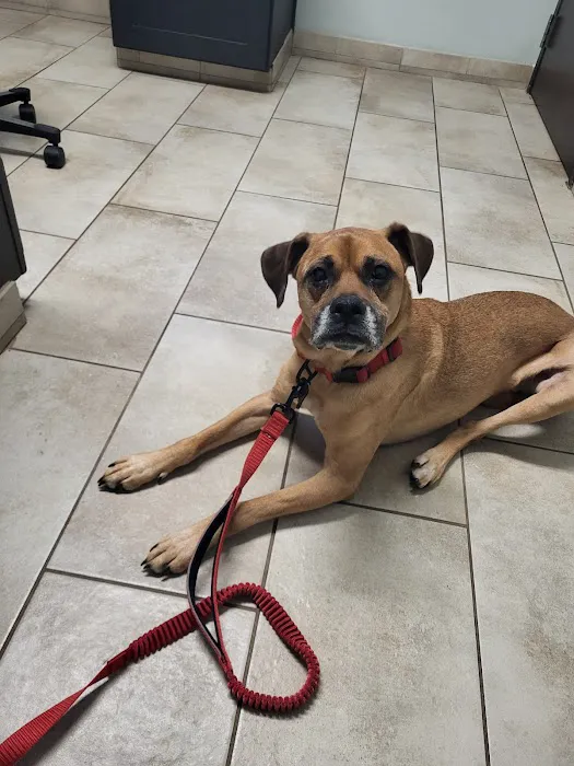 Morris Animal Hospital 4