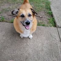 Family Pet Health Center ico