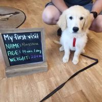 Lincolnway Veterinary Clinic ico