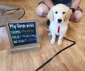 Lincolnway Veterinary Clinic