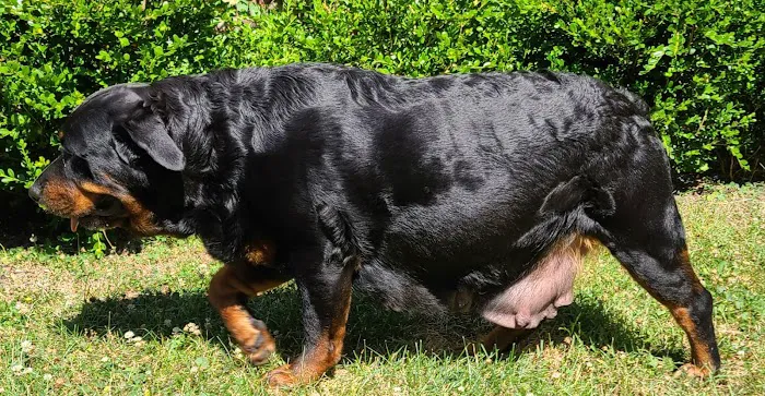 Ireland Animal Clinic LLC 12