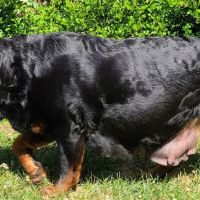 Ireland Animal Clinic LLC ico