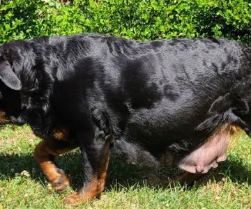 Ireland Animal Clinic LLC