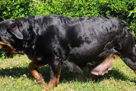 Ireland Animal Clinic LLC