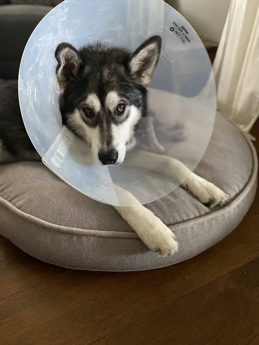 Ireland Animal Clinic LLC 12