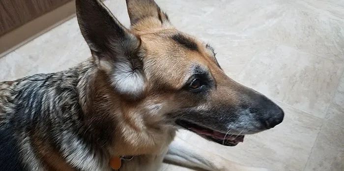 Ireland Animal Clinic LLC 12