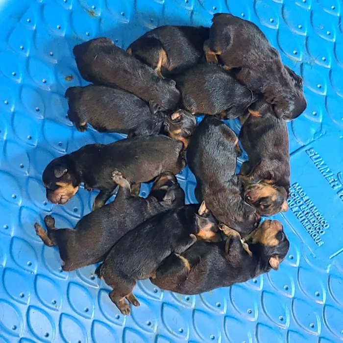 Ireland Animal Clinic LLC 12