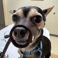 Roseland Animal Hospital ico