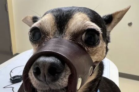 Roseland Animal Hospital