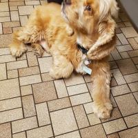 Animal Care Clinic North ico