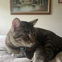 Western Veterinary Clinic ico
