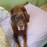 Henderson Veterinary Care ico