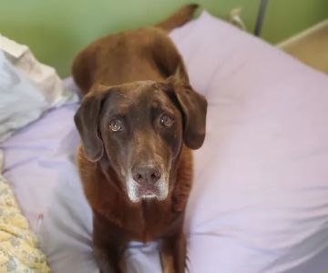 Henderson Veterinary Care