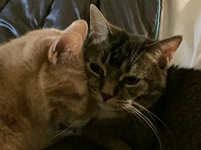 Henderson Veterinary Care 4