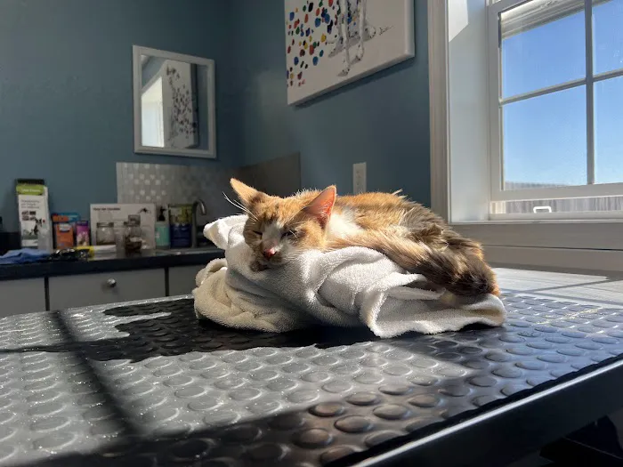 Henderson Veterinary Care 6