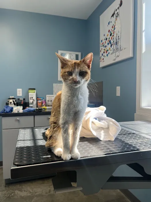 Henderson Veterinary Care 5